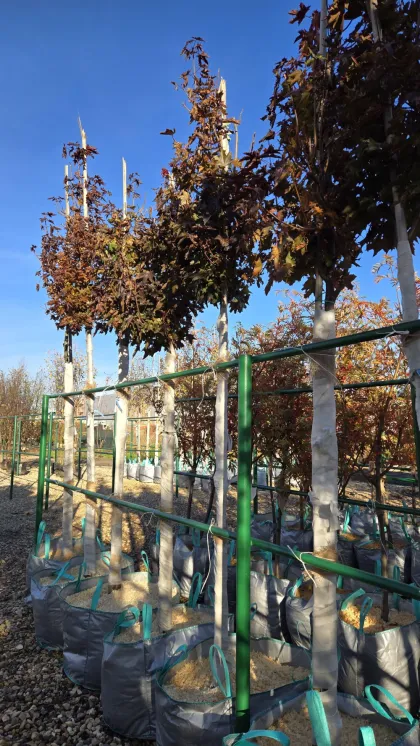 Клен Остролистный Кримсон Сентри