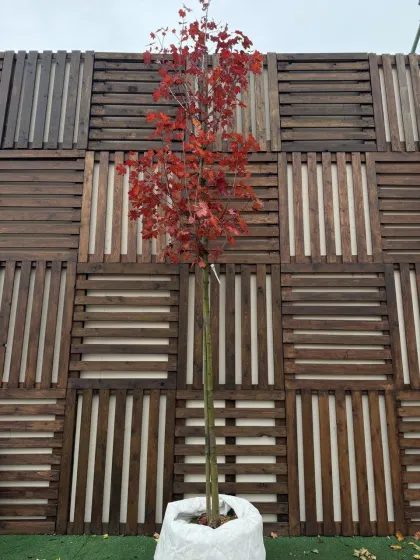 Клен Остролистный Фассенс Блэк