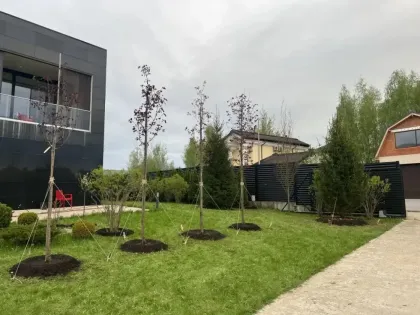 Клен Остролистный Фассенс Блэк