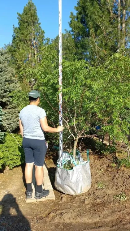 Бархат амурский