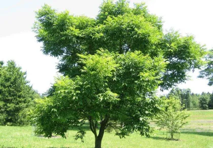 Бархат амурский