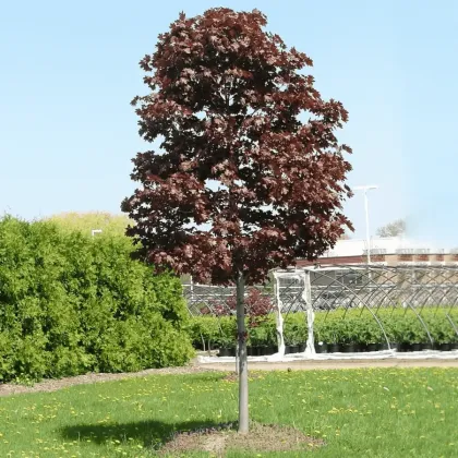 Клен остролистный Роял Ред (Acer platanoides "Royal Red")