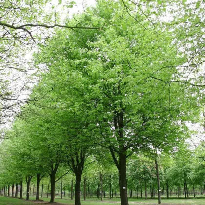 Клен сахаристый (серебристый)
