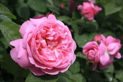 Роза английская Мэри Роуз