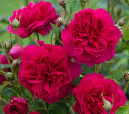 Роза шраб Томас Бекер