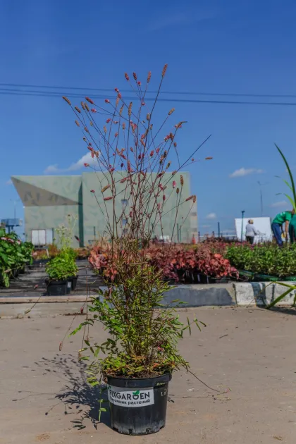 Кровохлебка лекарственная Пинк Танна