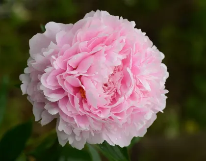 Пион молочноцветковый Сара Бернхард