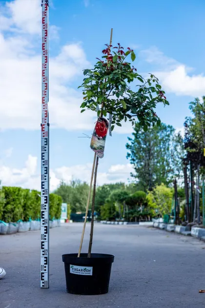 Роза флорибунда Канегем
