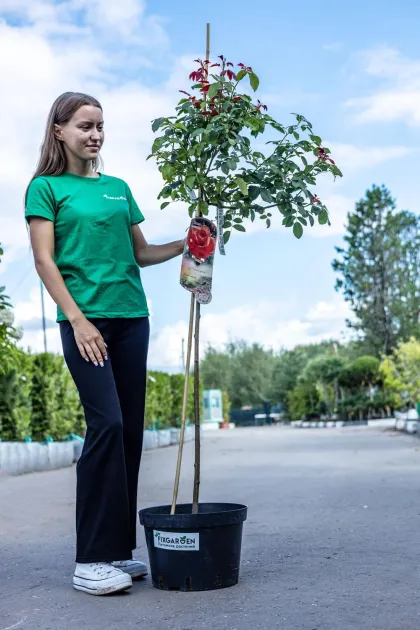 Роза флорибунда Канегем