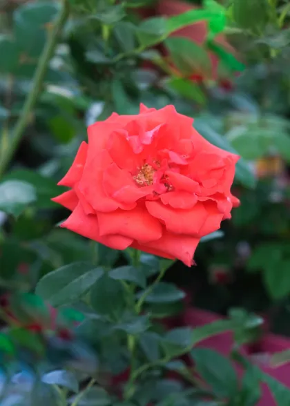 Роза флорибунда Канегем