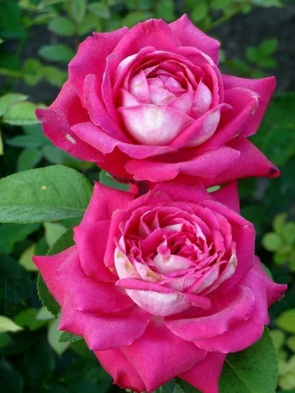 Роза чайно-гибридная Акапелла