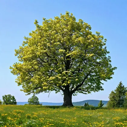 Липа мелколистная