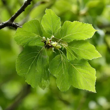Липа мелколистная