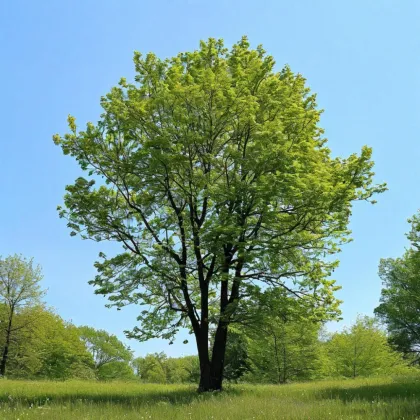 Липа мелколистная