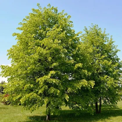 Липа мелколистная