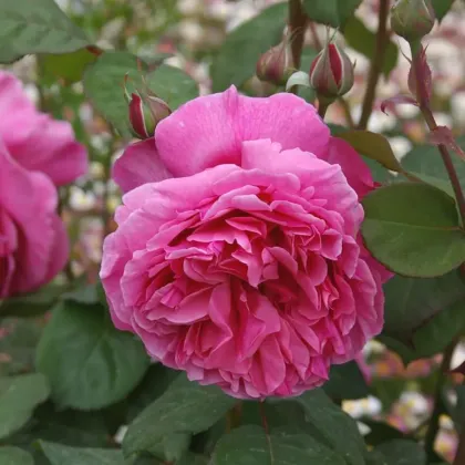 Роза чайно-гибридная Лин Рено