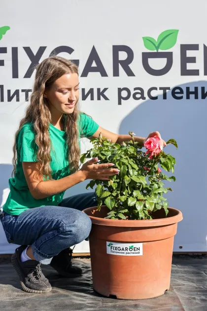 Роза чайно-гибридная Спешл Эннивесери
