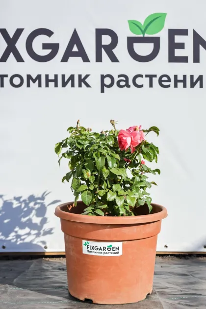 Роза чайно-гибридная Спешл Эннивесери