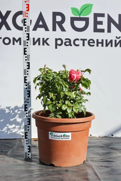 Роза чайно-гибридная Спешл Эннивесери