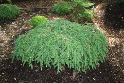 Тсуга канадская Коулс