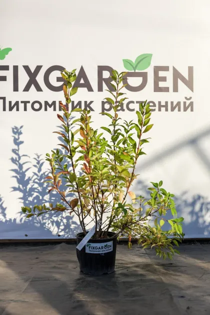 Форзиция Европейская