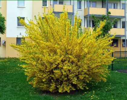 Форзиция Европейская