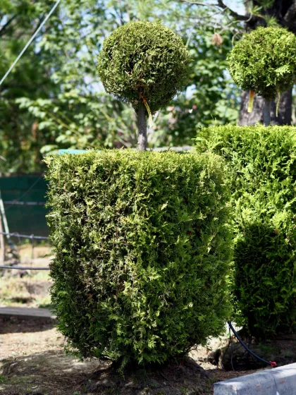 Туя западная Брабант