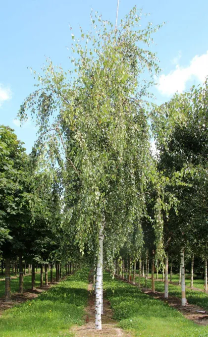 Берёза повислая