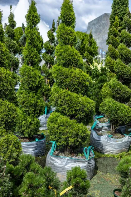 Туя западная Смарагд