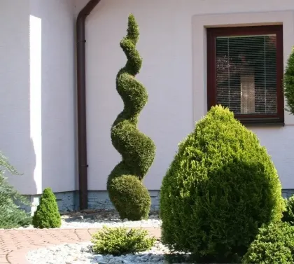 Туя западная Смарагд