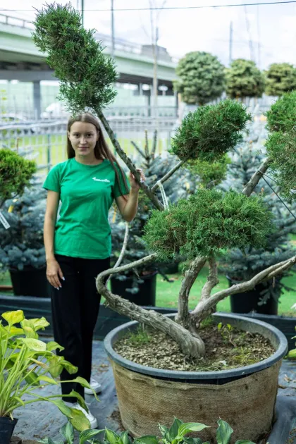 Ниваки Можжевельник виргинский Хетц