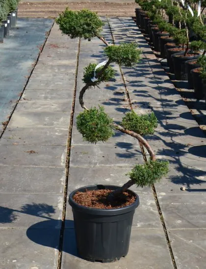 Ниваки Можжевельник Грей Оул