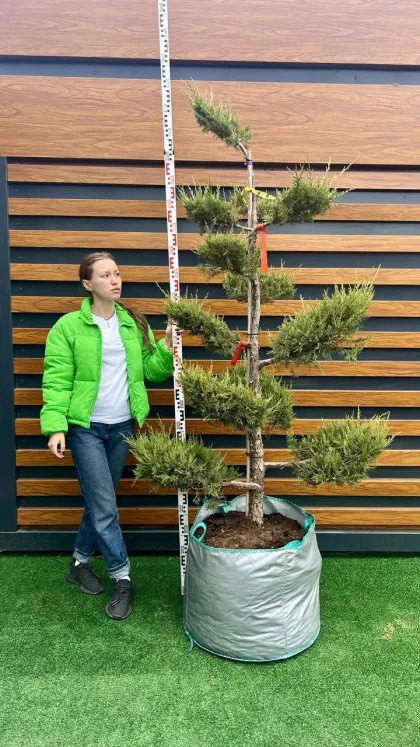 Ниваки Можжевельник Куривао Голд