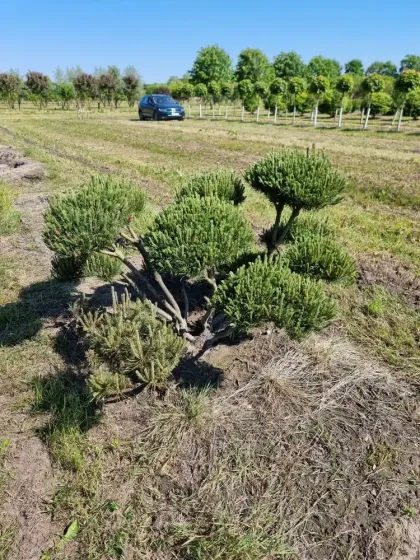 Ниваки сосна горная Мугус