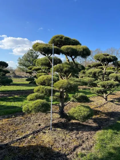 Ниваки сосна обыкновенная