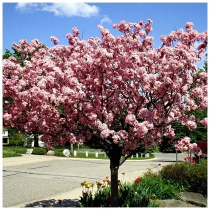 Яблоня Бренди Мейджик