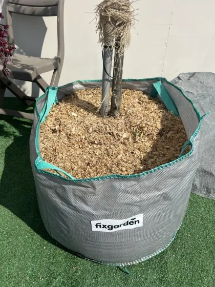 Яблоня Роял Бьюти
