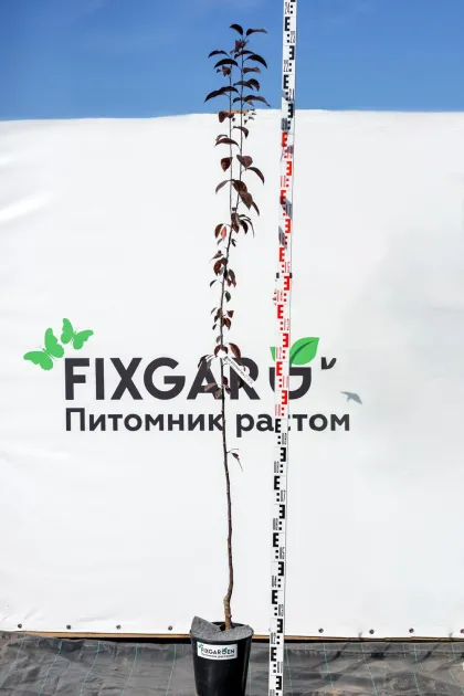 Яблоня Роялти