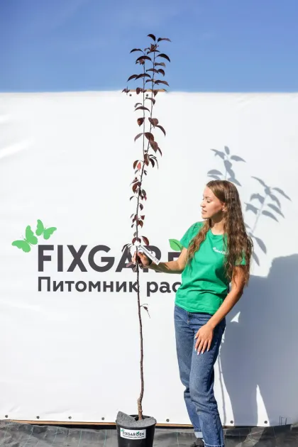 Яблоня Роялти