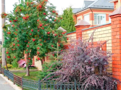 Рябина Гранатная