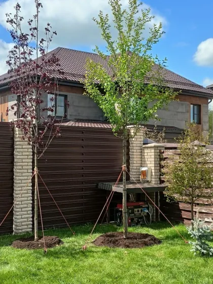 Яблоня Скарлет