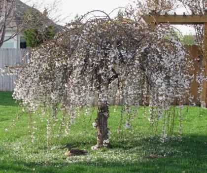 Яблоня Чилз Випинг