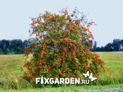 Рябина обыкновенная