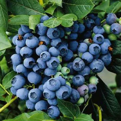 Голубика Блюкроп