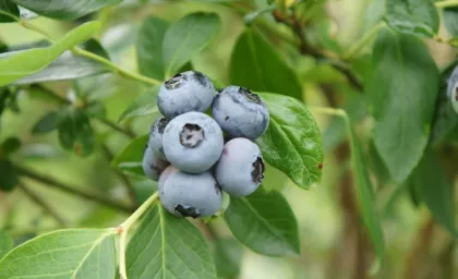 Голубика Дюк