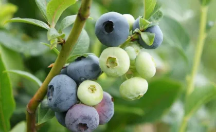 Голубика Патриот