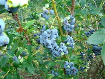 Голубика Элизабет