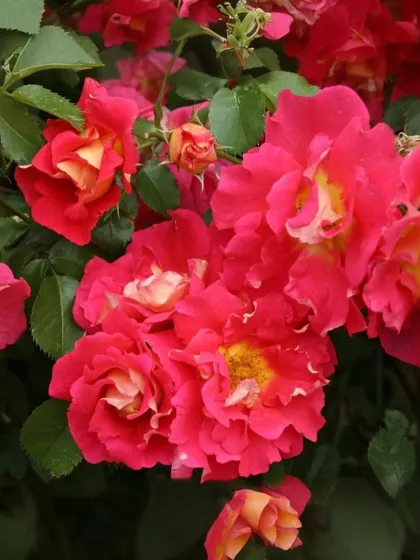 Роза плетистая Баджаззо