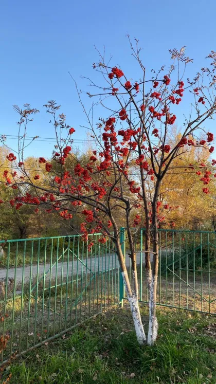 Рябина плодовая Гранатная