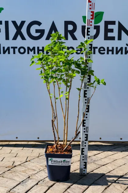 Смородина черная Чудное Мгновение